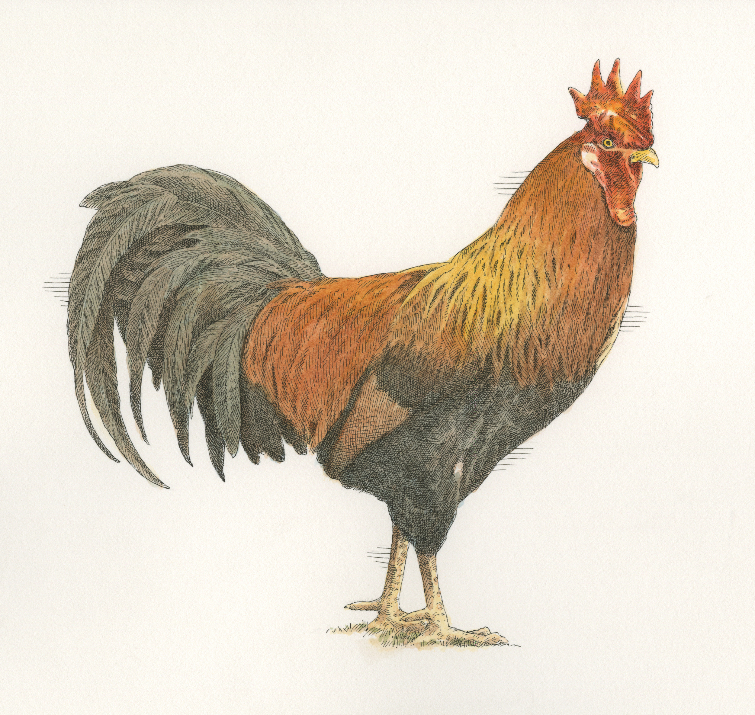 Leghorn Rooster finish009.jpg