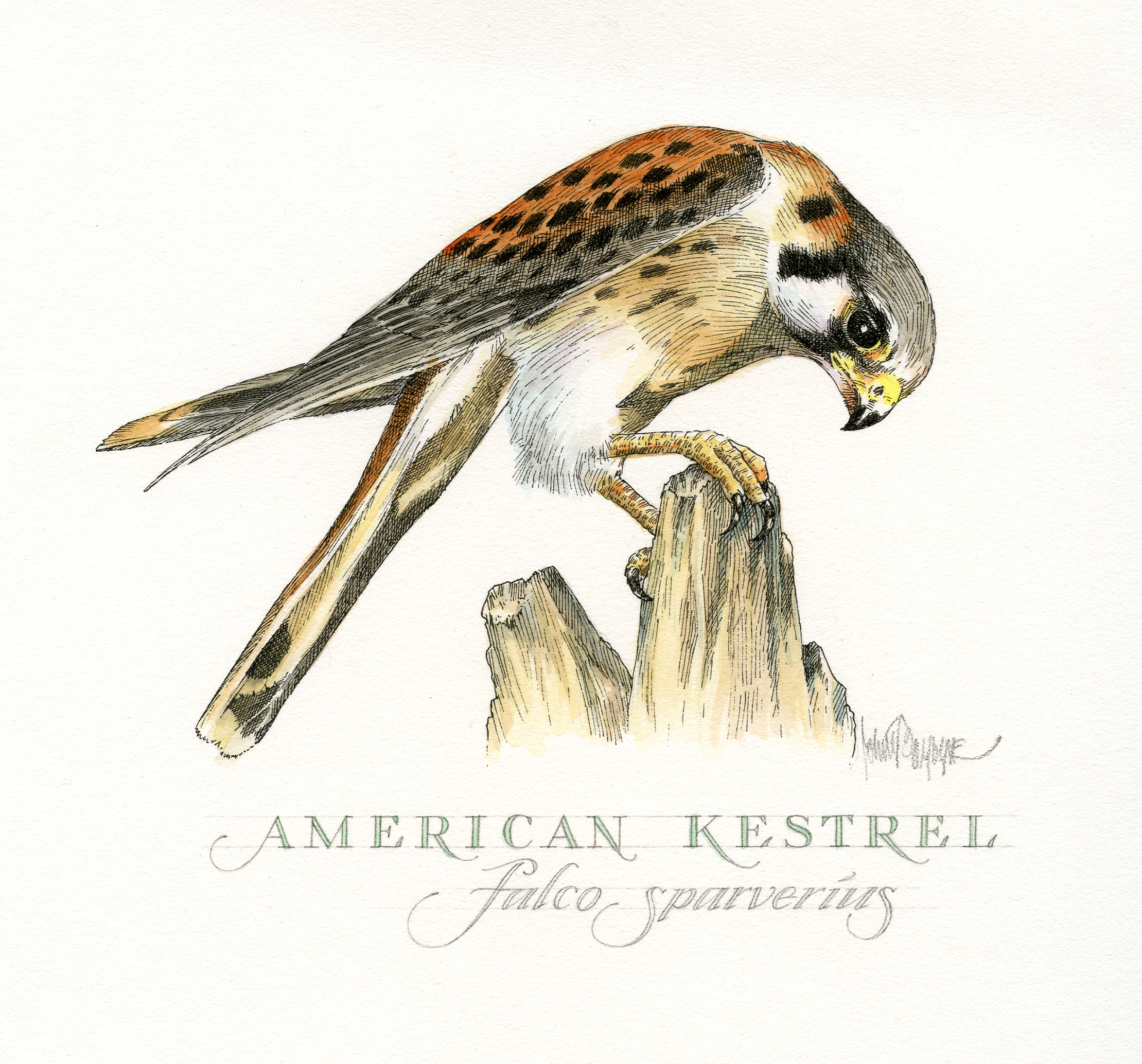 American Kestrel finish wb.jpg