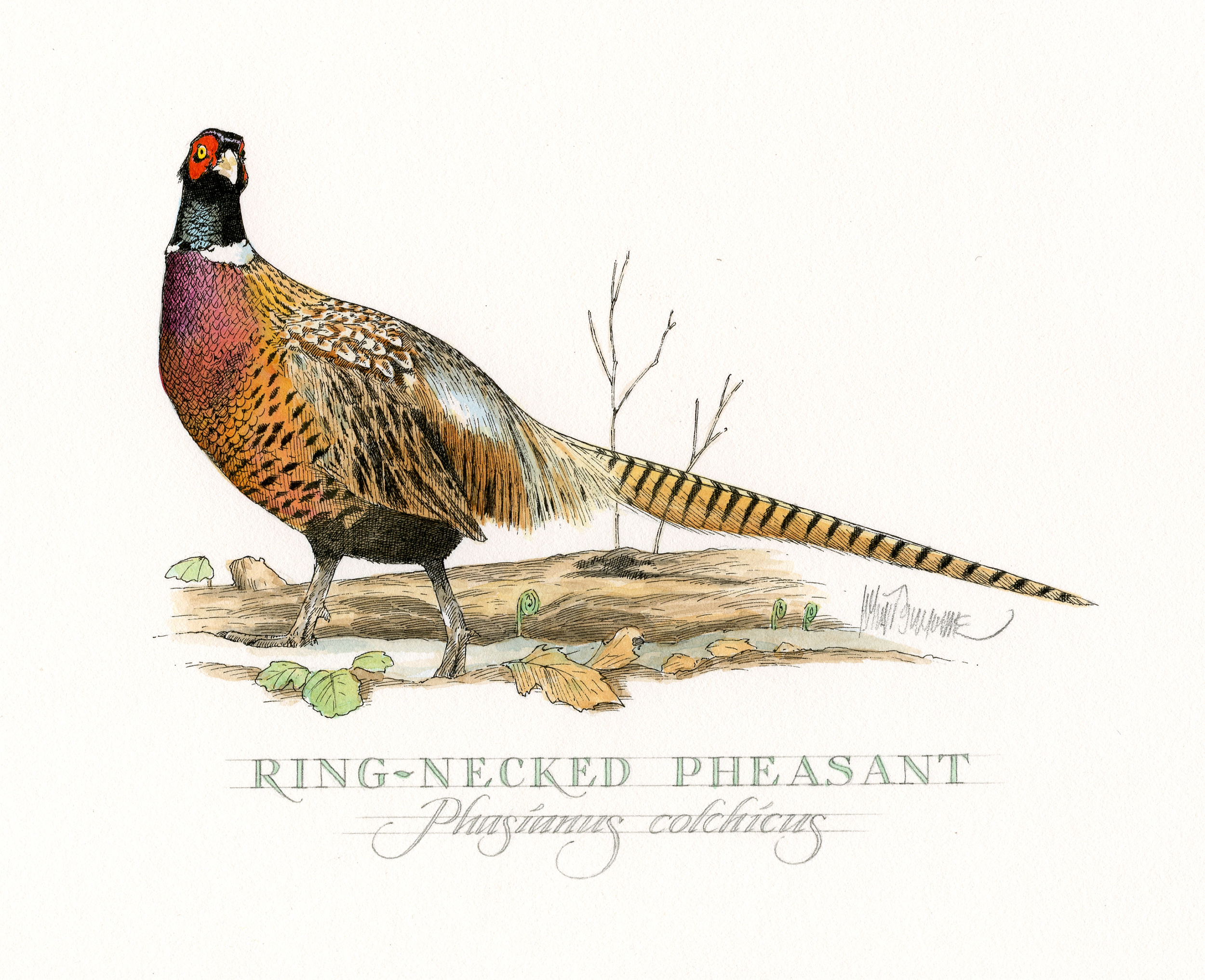 Ringed Neck Pheasant finish wb.jpg