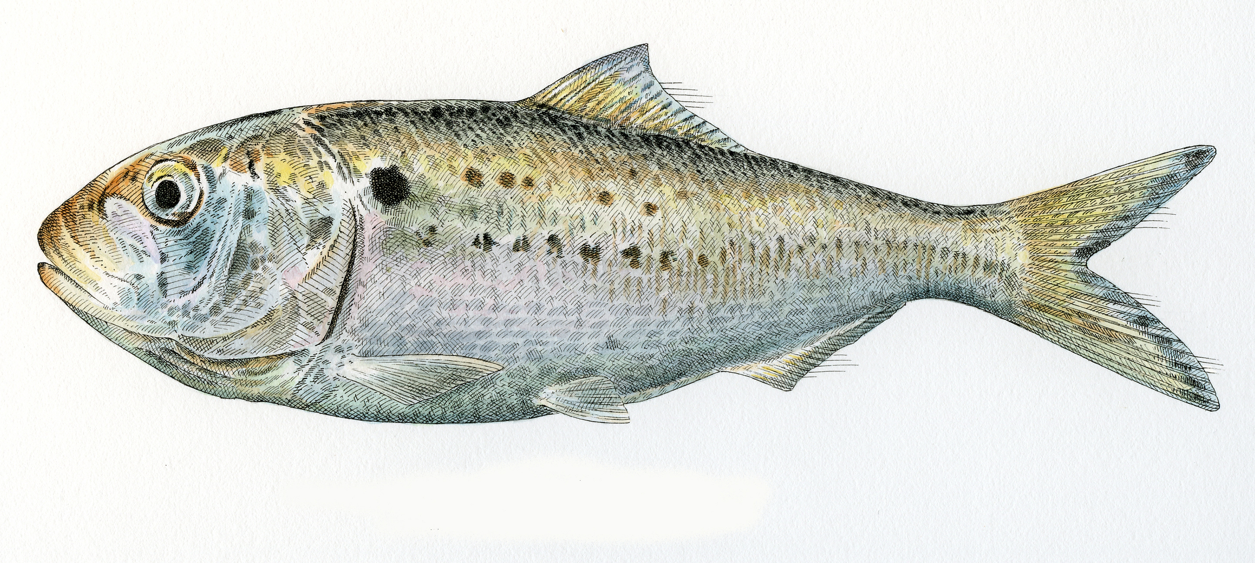 Menhaden finish wb.jpg