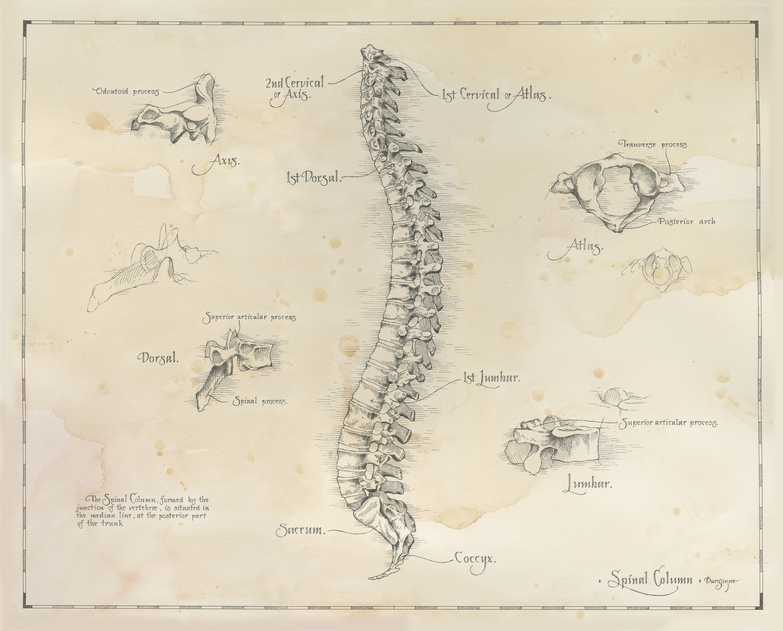 Spinal Column finishsmall.jpg