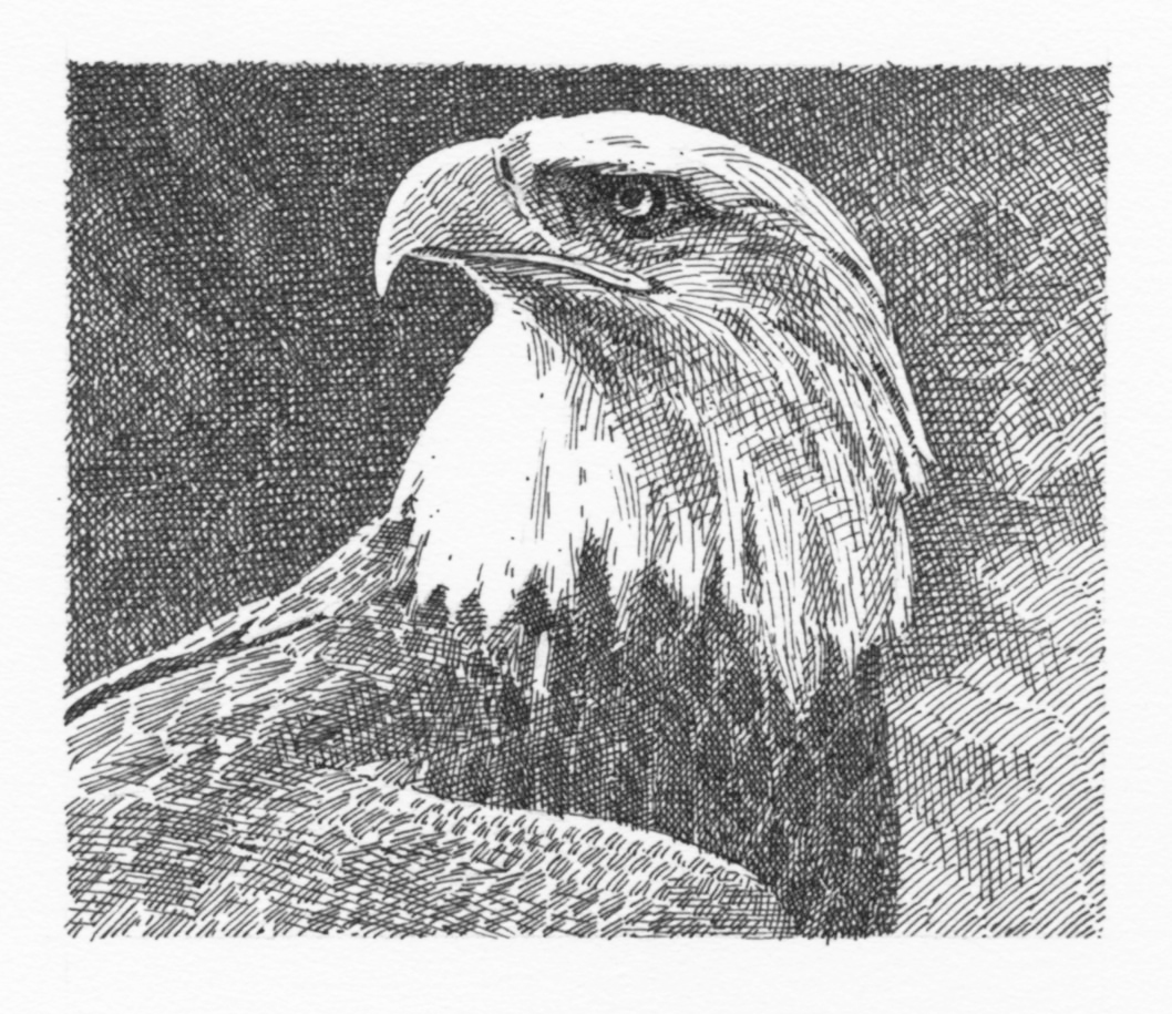 Eagle (grayscale)050.jpg