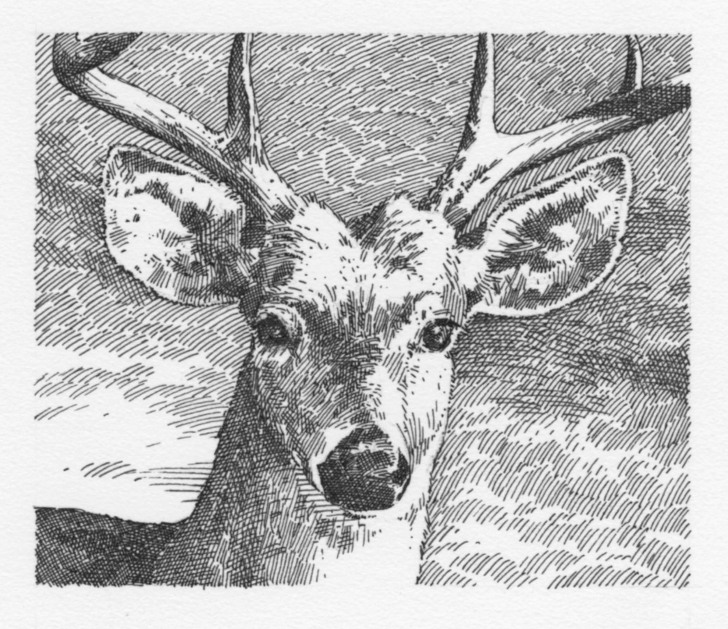 Deer (grayscale)048.jpg