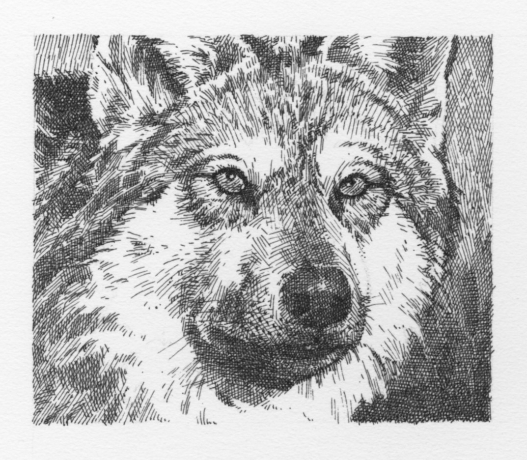 Wolf (grayscale)051.jpg