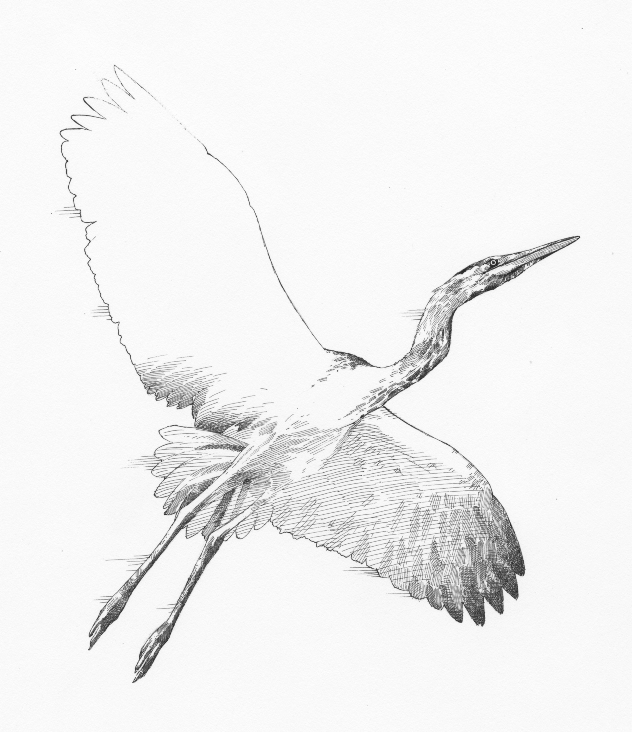 Heron (grayscale)044.jpg