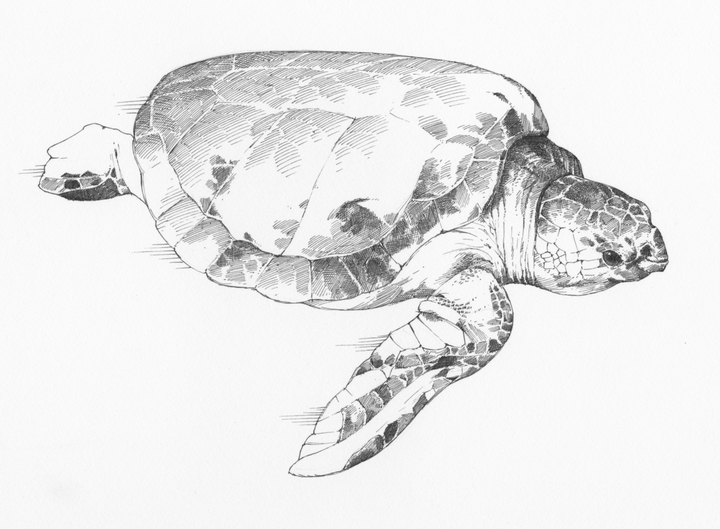 turtle (grayscale)045.jpg