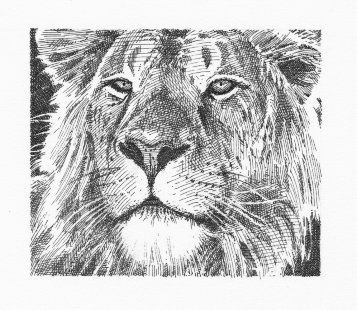 lion (grayscale)046.jpg