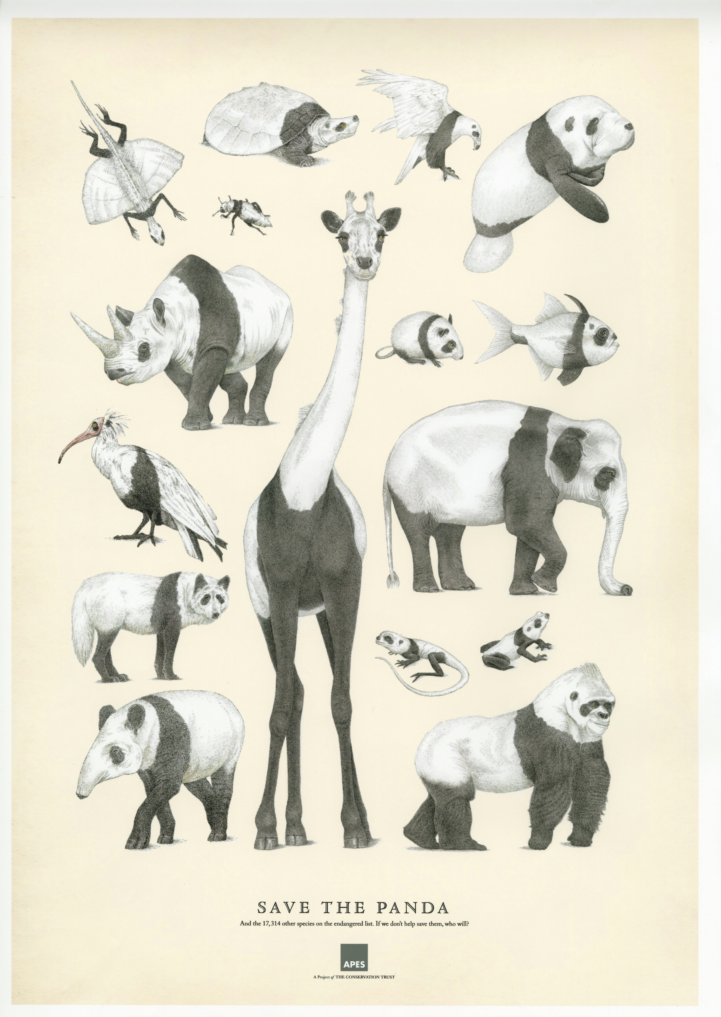 Panda Poster010.jpg