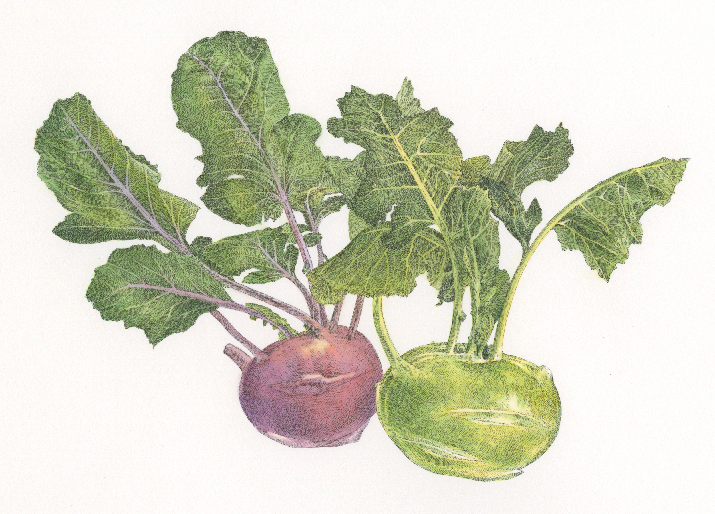 Kohlrabi finishB001.jpg