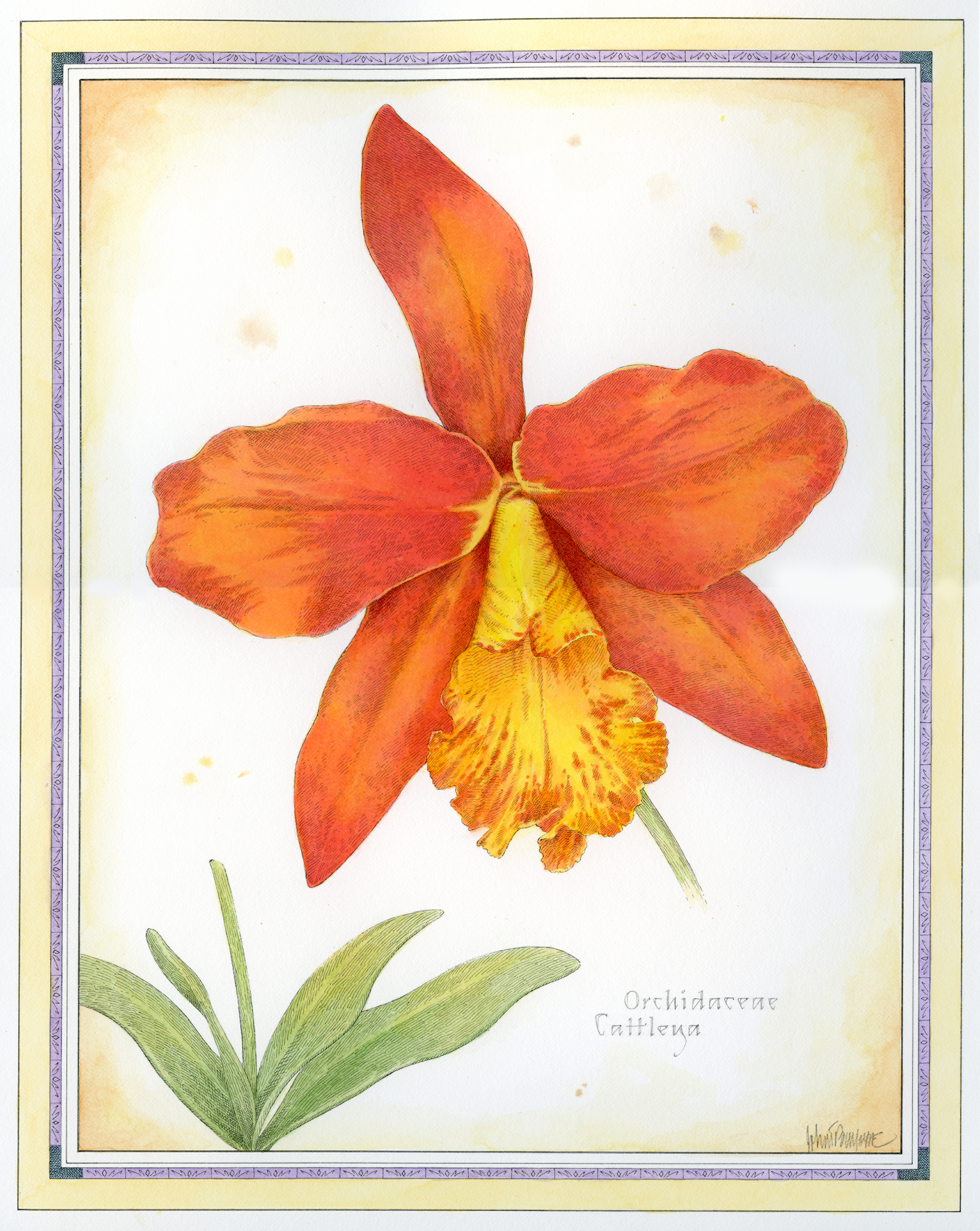 Orange Cattleya.jpg