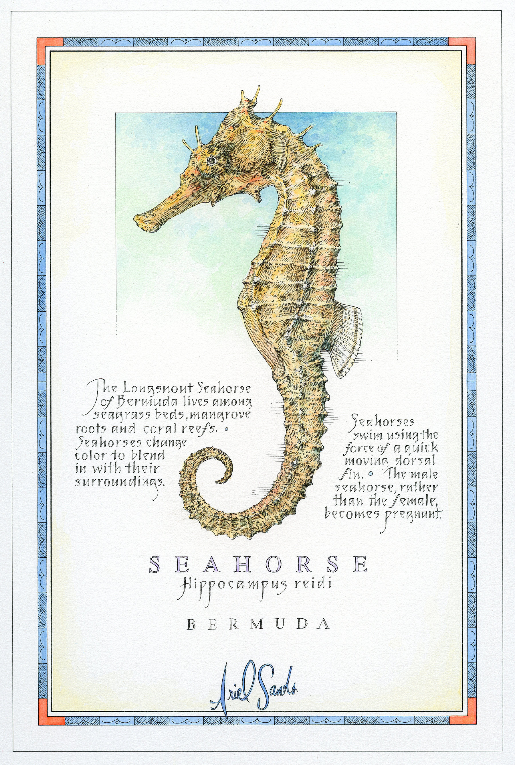 Seahorse finishaa wb.jpg