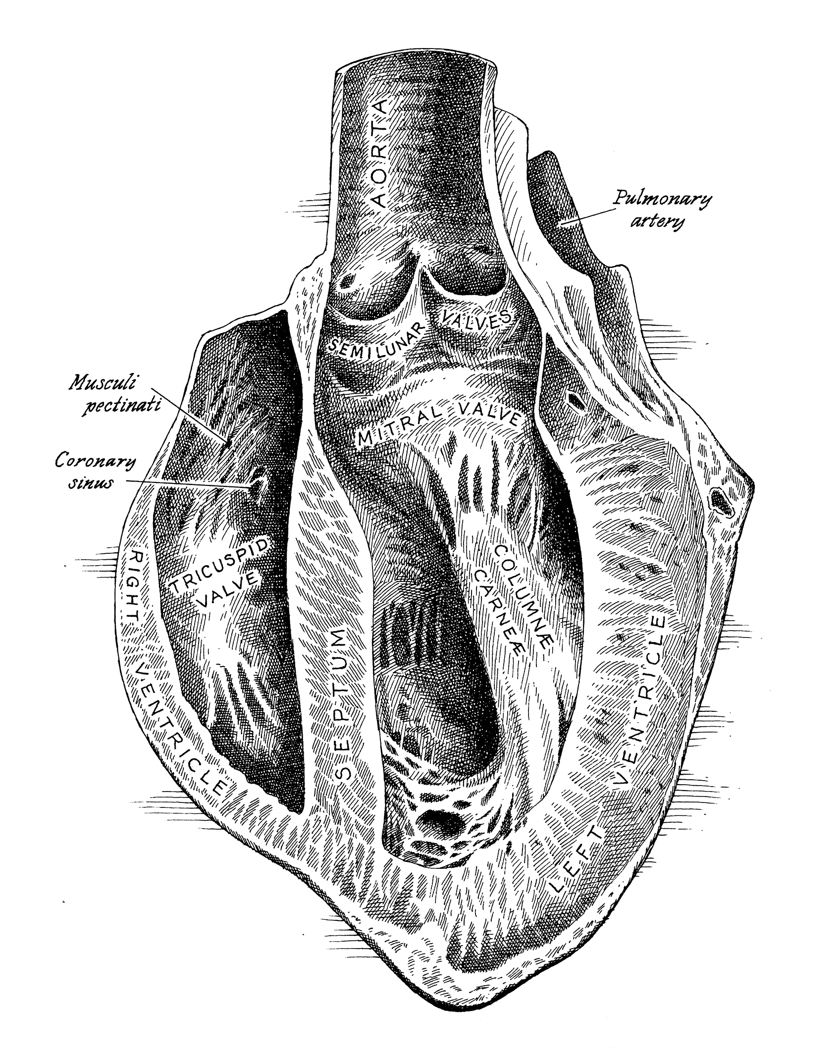heart cutaway.jpg