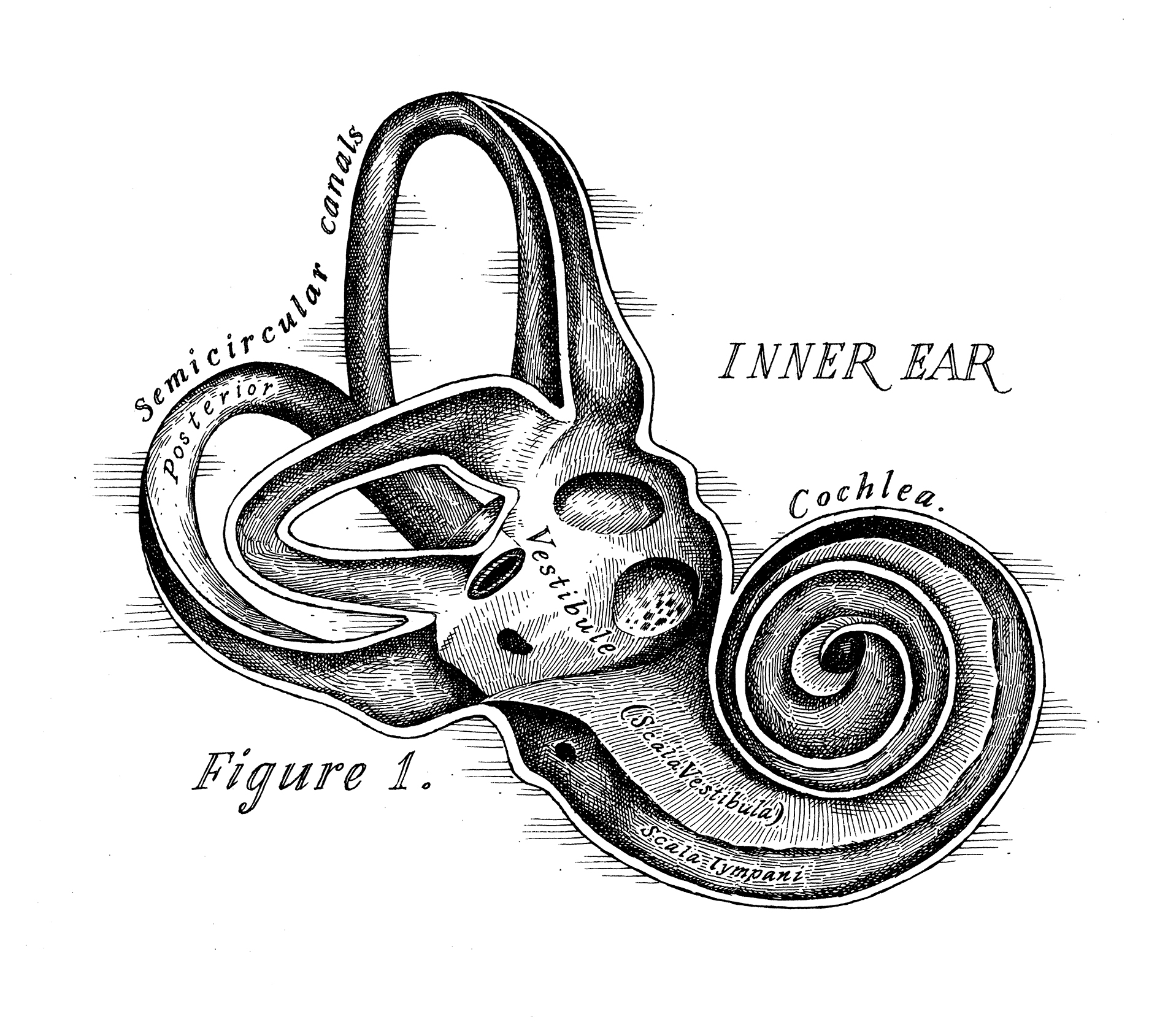 Inner ear finish005gray.jpg