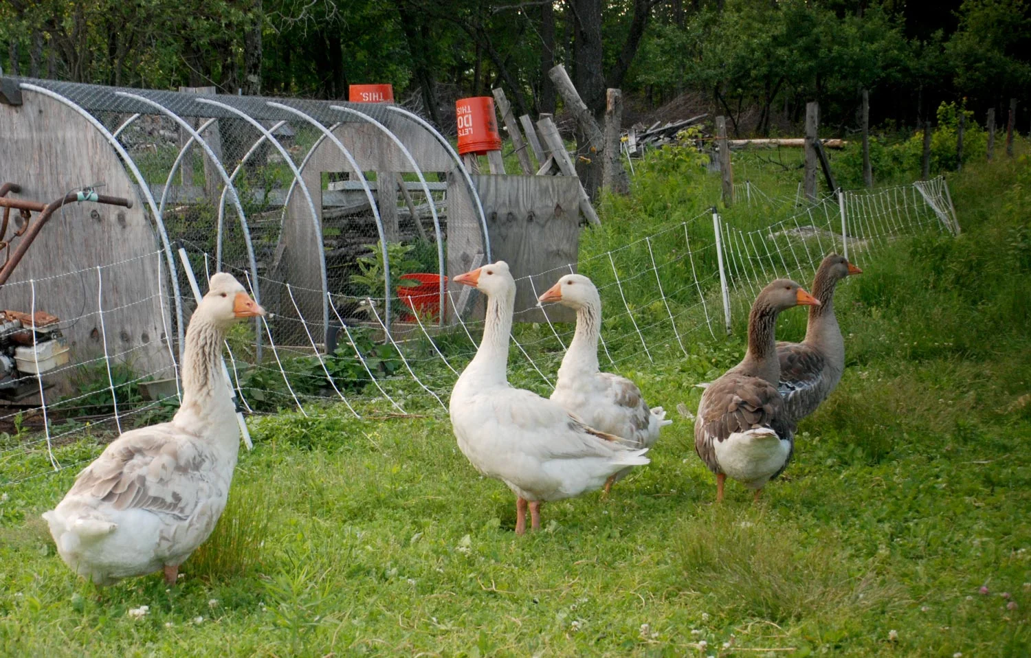 geese.jpg