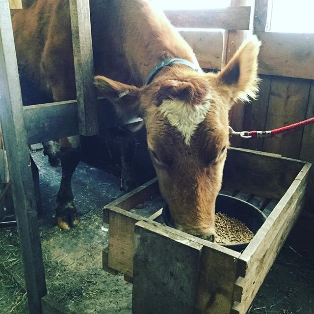 We are selling a 3 year old purebred Guernsey. She is 3 months into lactation and bred back for fall calving. She is an easy milker, calm disposition and hearty build. Best of all she is an A2/A2 cow. All testing and paperwork available for raw milk.