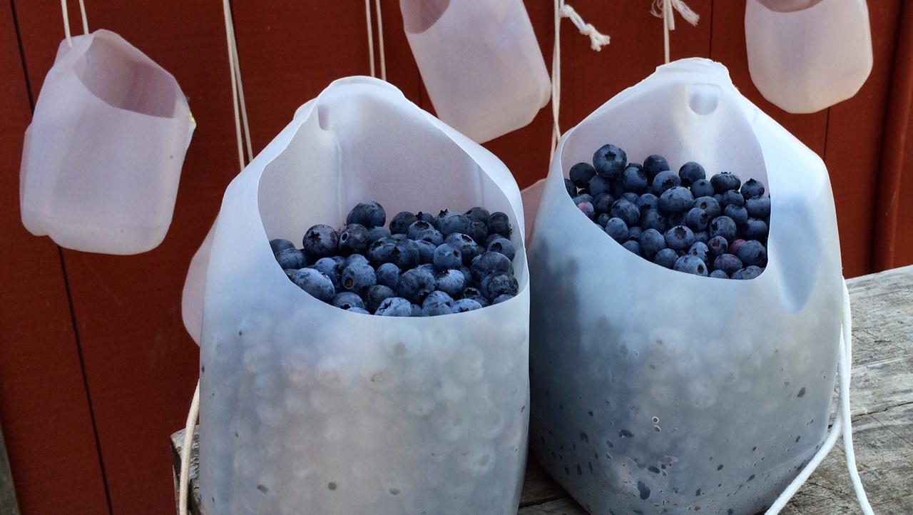 Go pick 10 lbs of blueberries together. You'll be glad you did! Chrystn and I picked these at Emery Farm, Durham, New Hampshire.