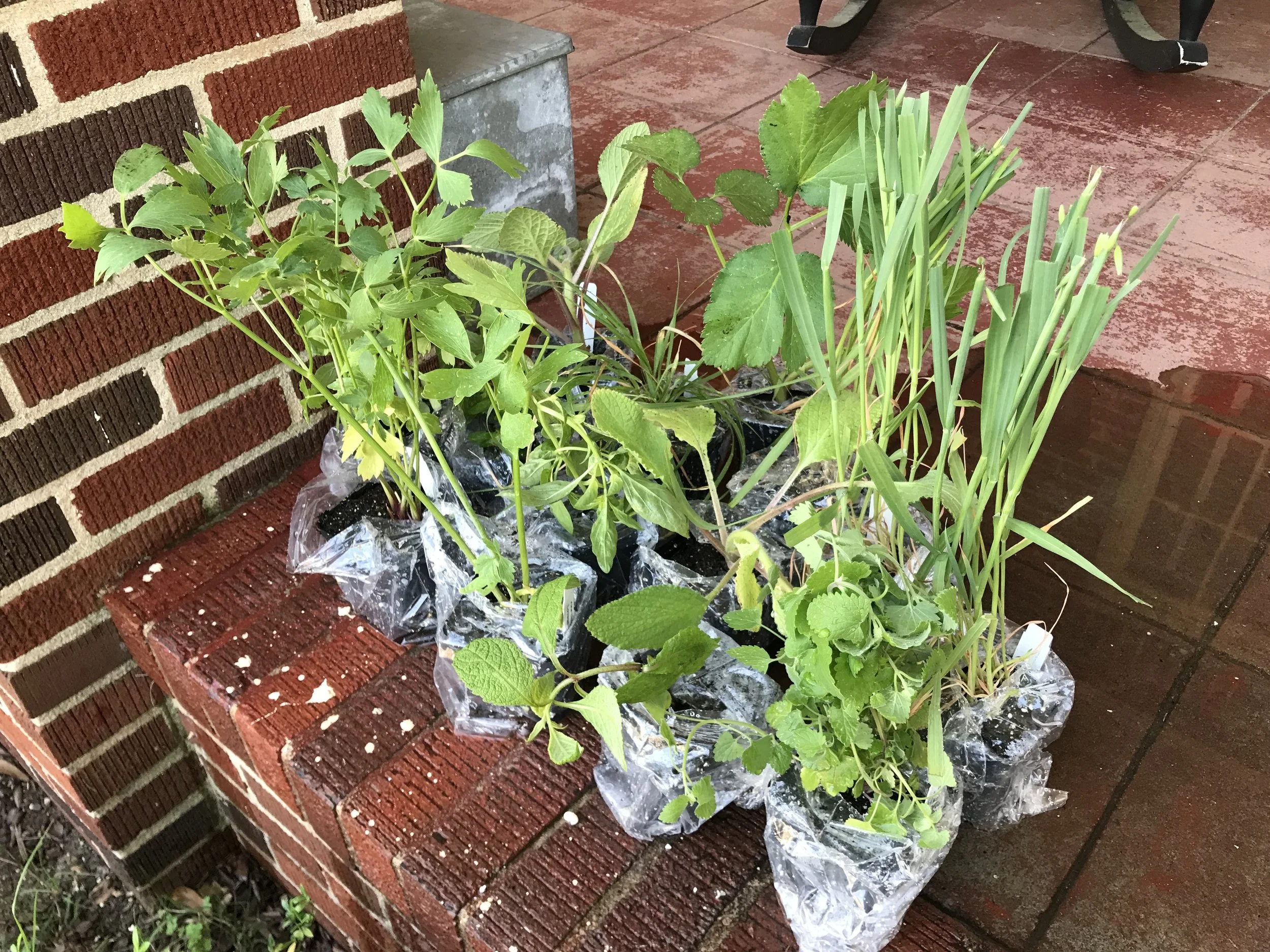 herbgarden18-7.jpg