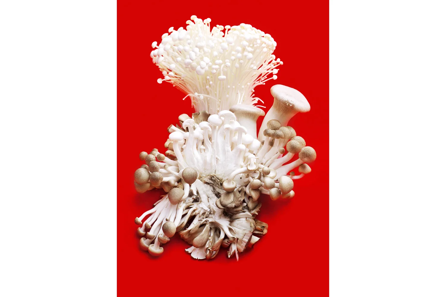 mushrooms