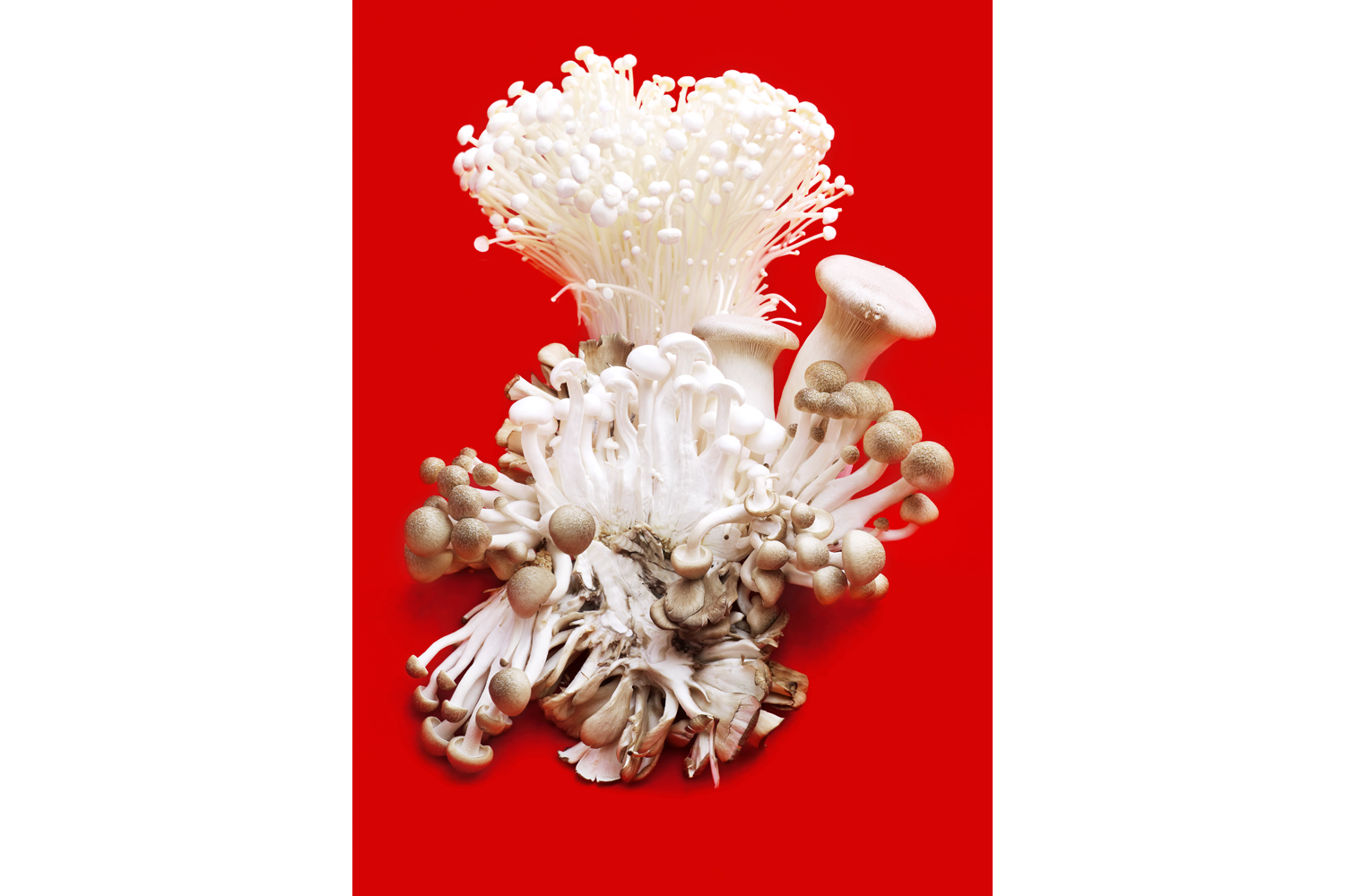   stillife mushrooms   &nbsp;  &nbsp; 