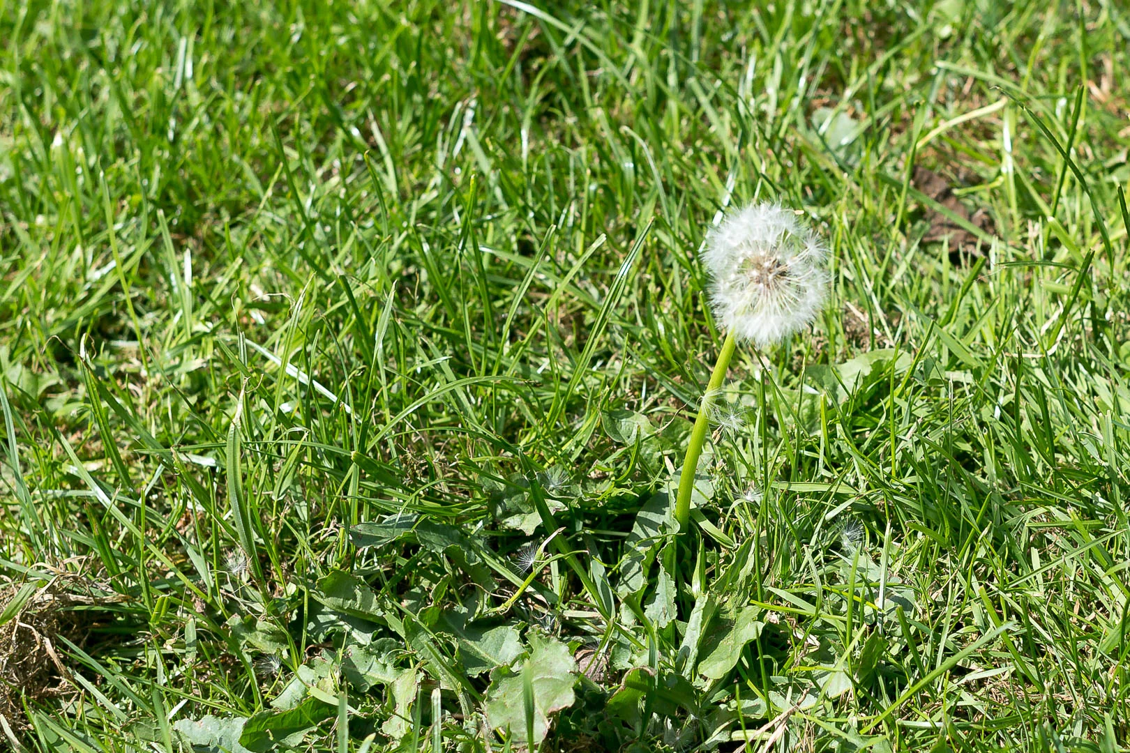 Canon 500D + objektiv 50 mm 1.8 (Auto Mode)