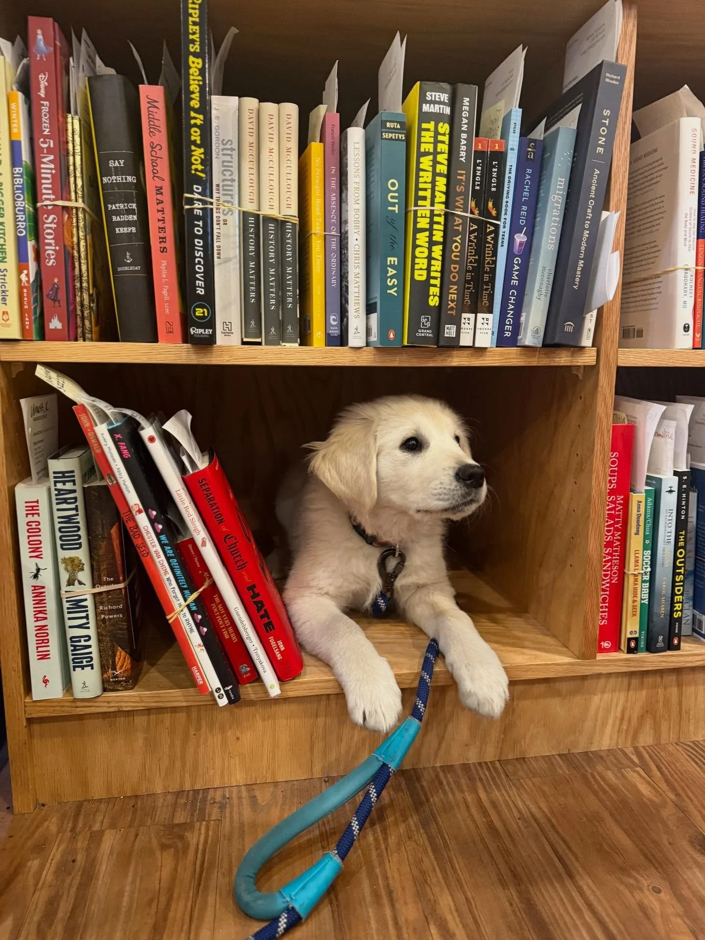 We have approximately one (1) Ripley worth of space left in our in-store pickup shelves! Come grab your order and pet a dog &mdash; our extended hours are in effect for the holidays for extra pickup time!

#parnassusbooks #shopdog #ripley #specialord