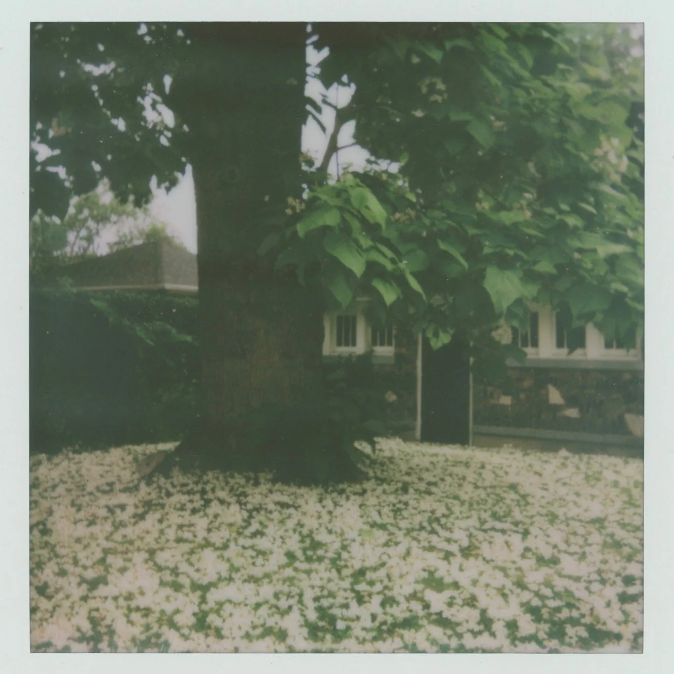 PHOTO SCENE THESIS (MY DAYLIGHT FRIEND)