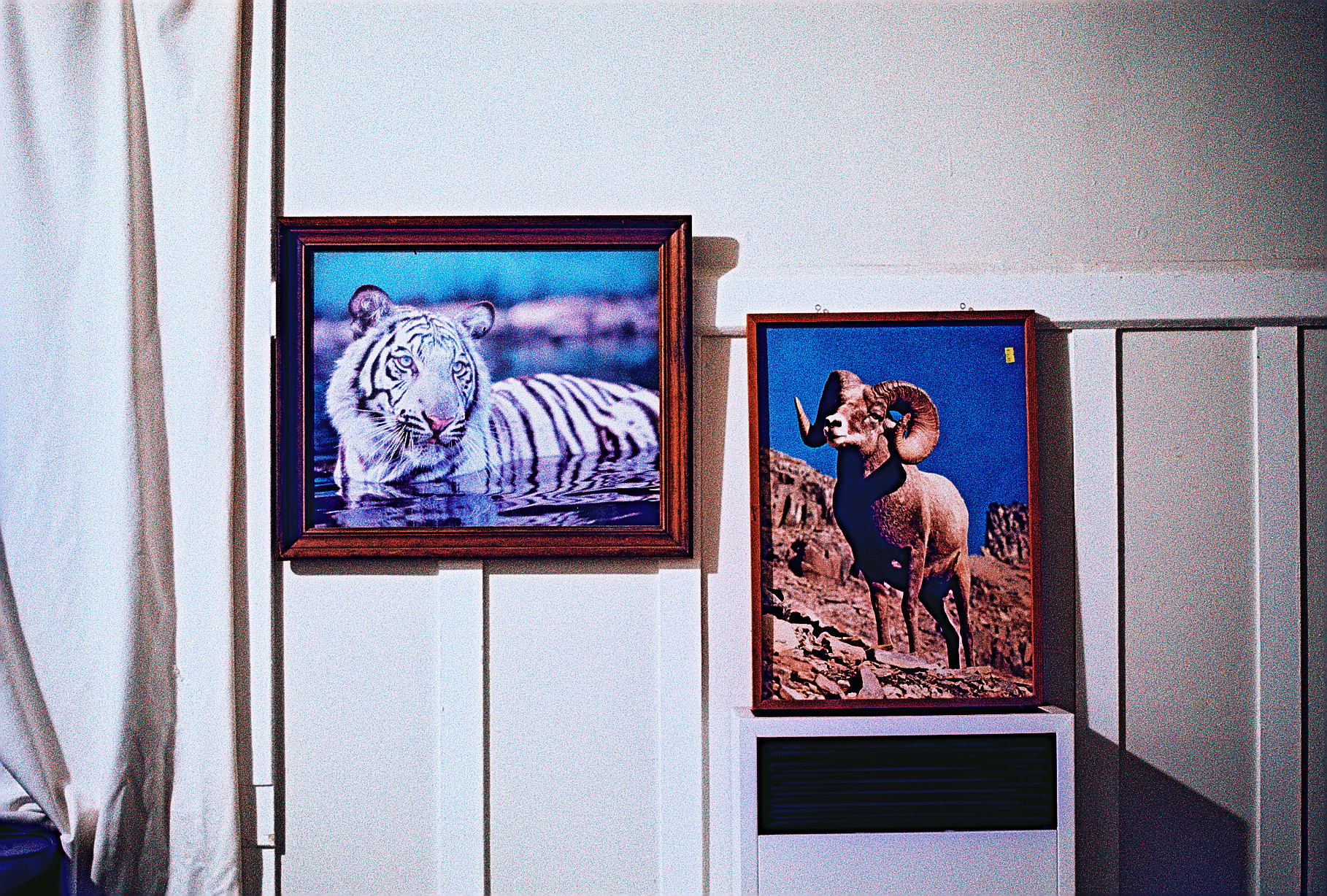 RAM AND TIGER.jpg