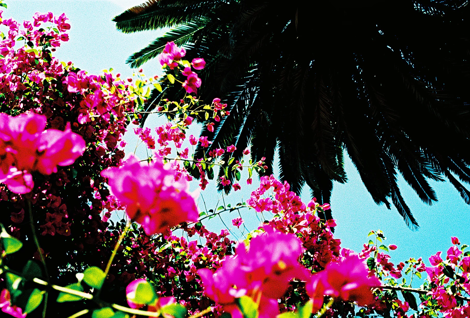 MAGENTA FLOWERS 2.jpg