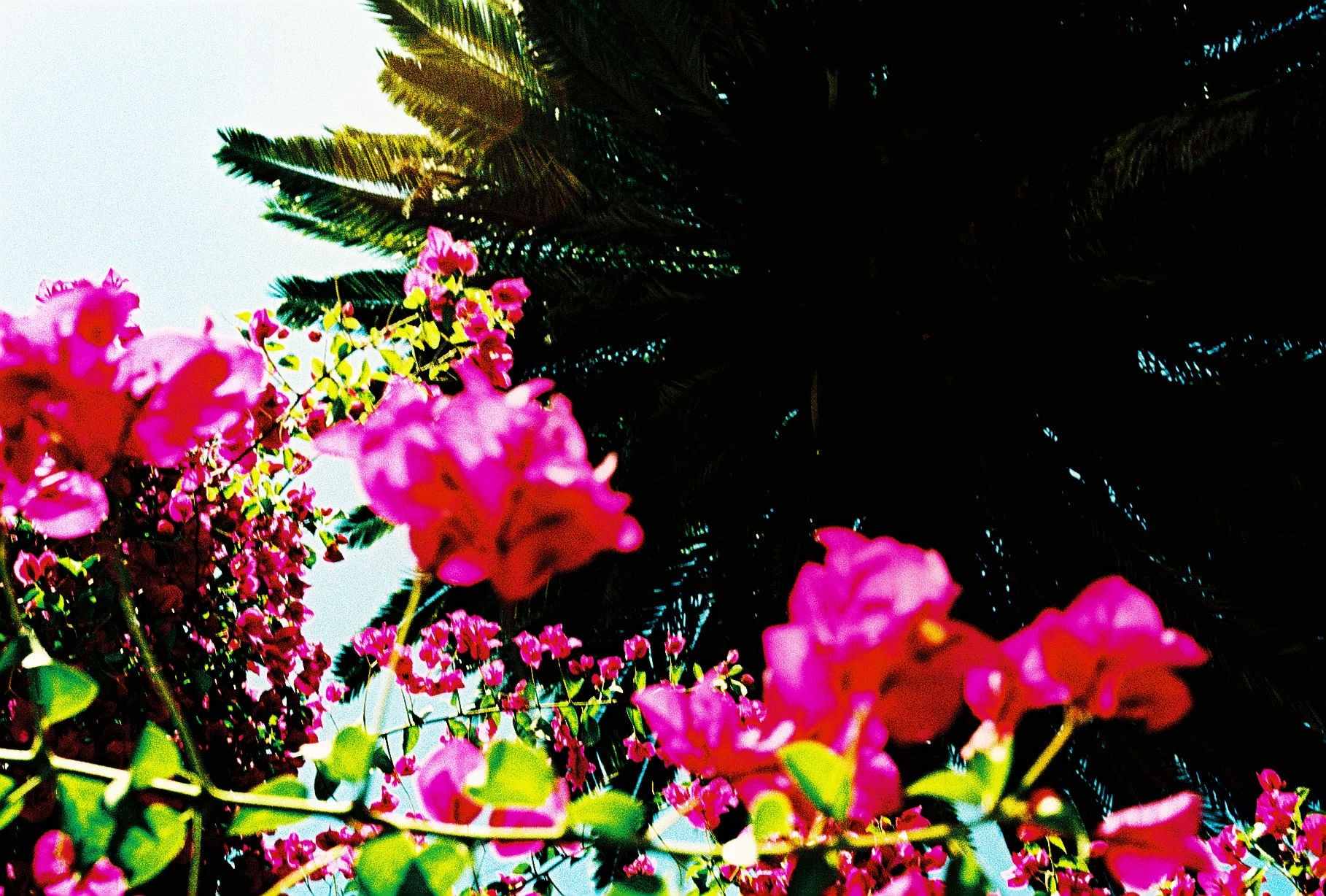 MAGENTA FLOWERS 1.jpg