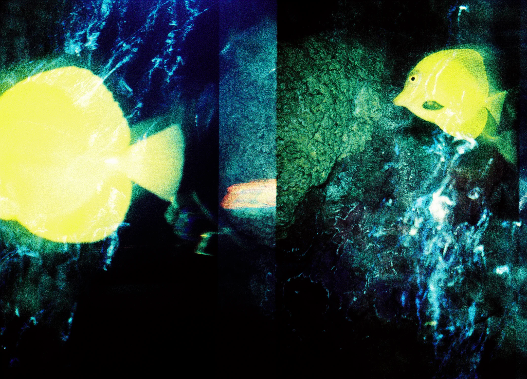 YELLOW FISH 1.1.jpg