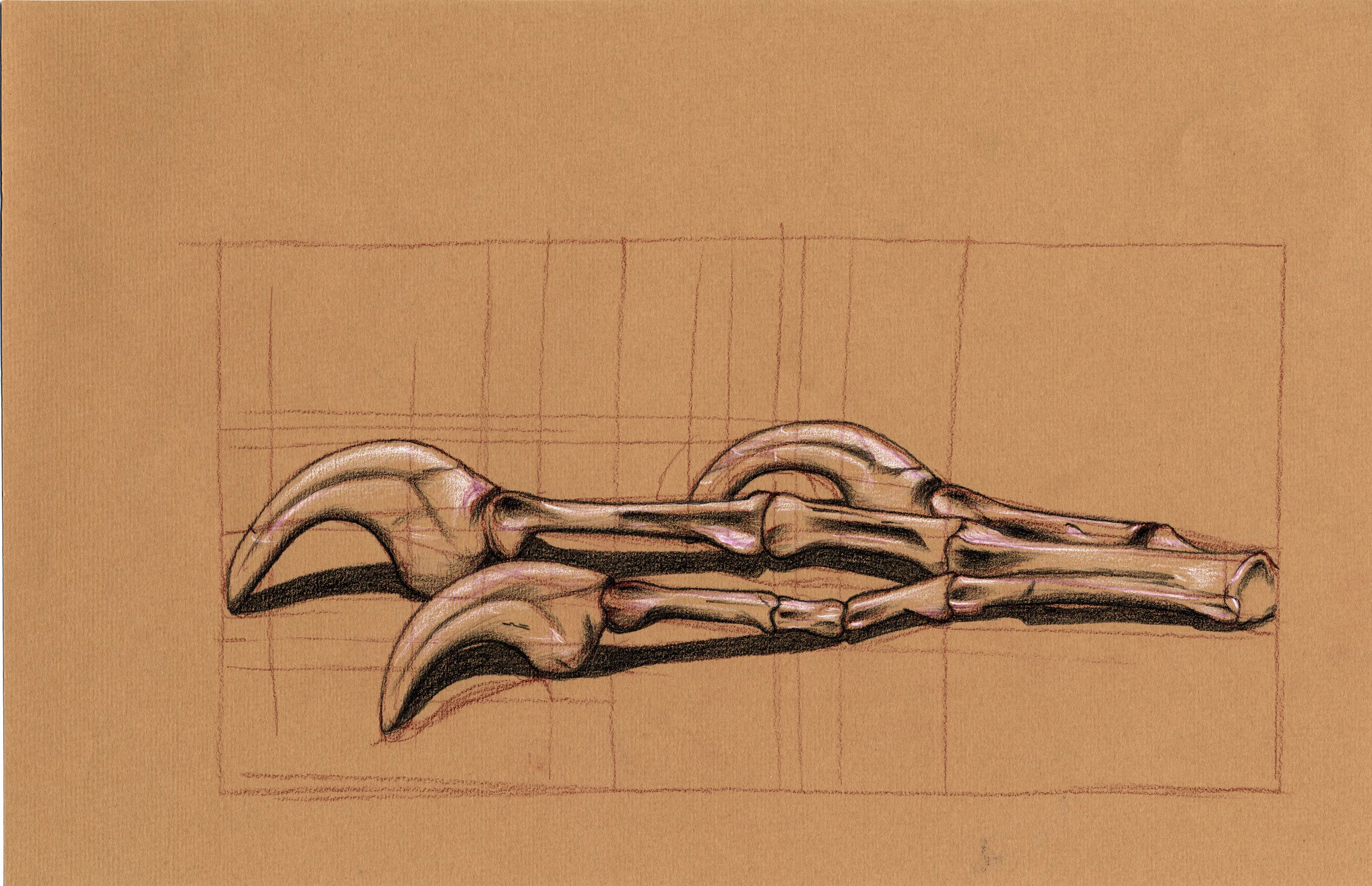 arch 261 11 fossils zyg wotzak.jpg