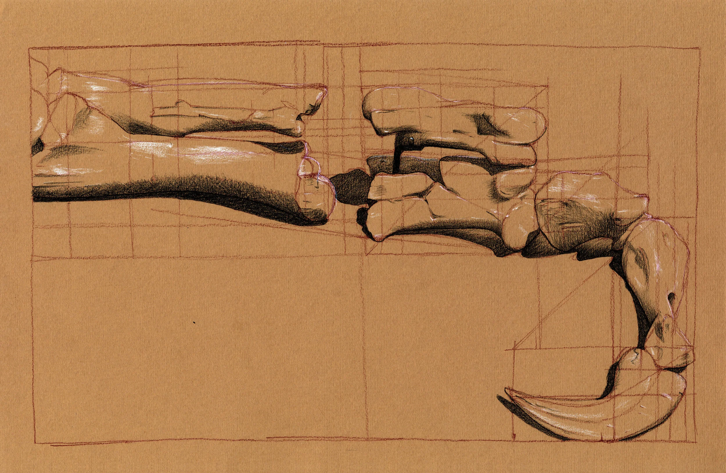 arch 261 11 fossils zyg wotzak 2.jpg