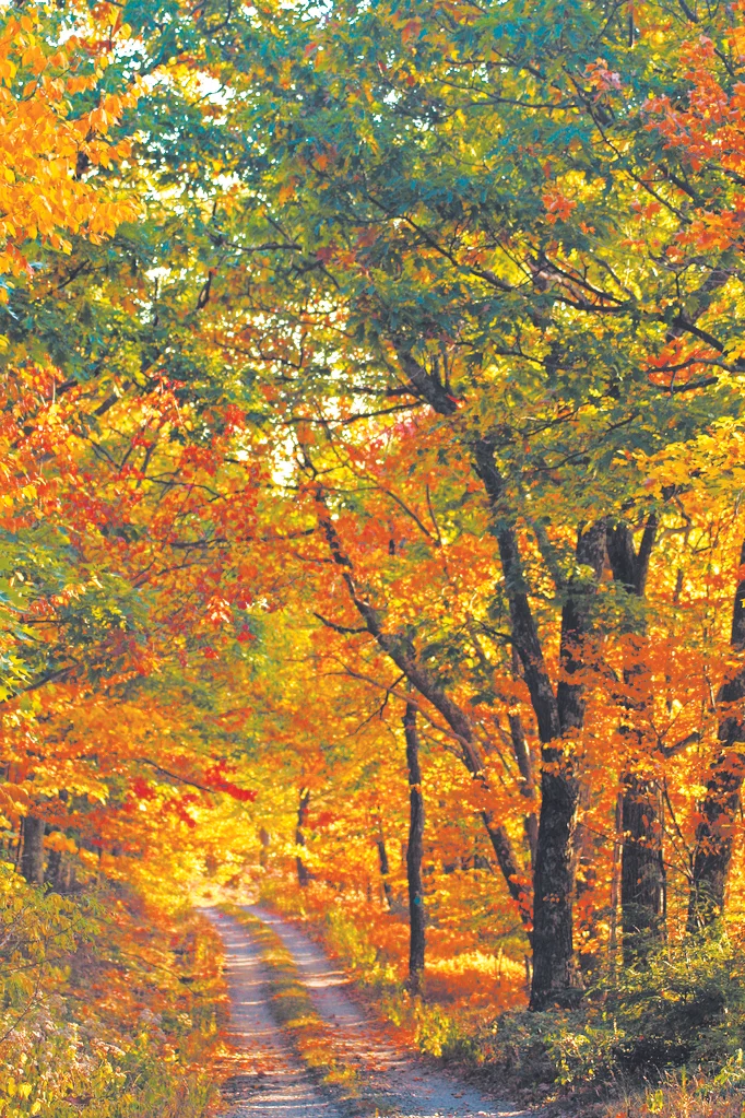 COLOUR Expressions_ Pathway to Mountain.jpg
