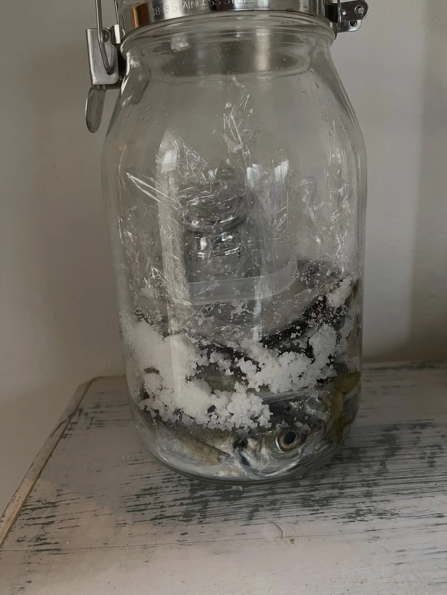 アジの魚醤

この前釣りにいってたくさん釣れたアジ。

チビのアジを塩漬けにして魚醤作ってみます。

内臓もつけたままです。

アジ重さの30%の塩でつけました。

#発酵
#魚醤