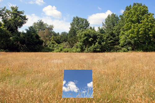 Grasses, Chester Park, 2020, archival pigment print
