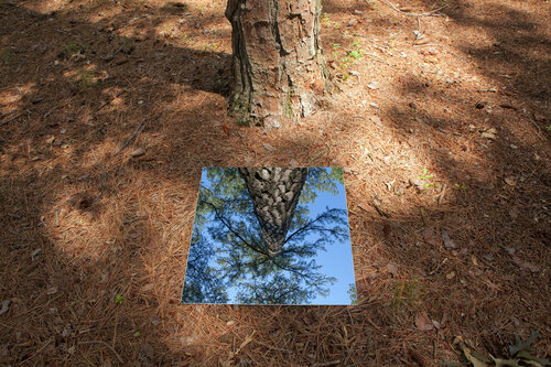 Pine Tree with Reflection, Trap Pond State Park, 2020, archival pigment print