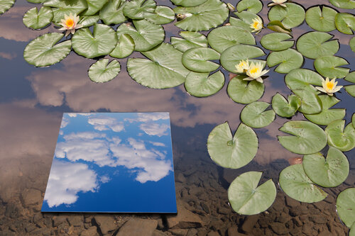 Lily Pads, Trap Pond State Park, 2020, archival pigment print