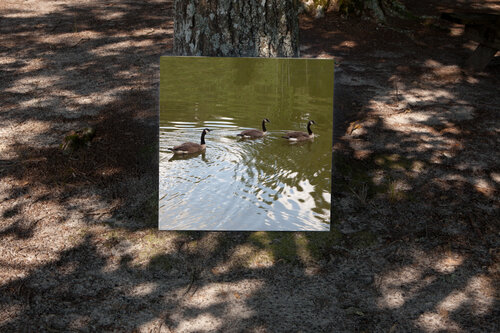 Canadian Geese, Trap Pond State Park, 2020, archival pigment print