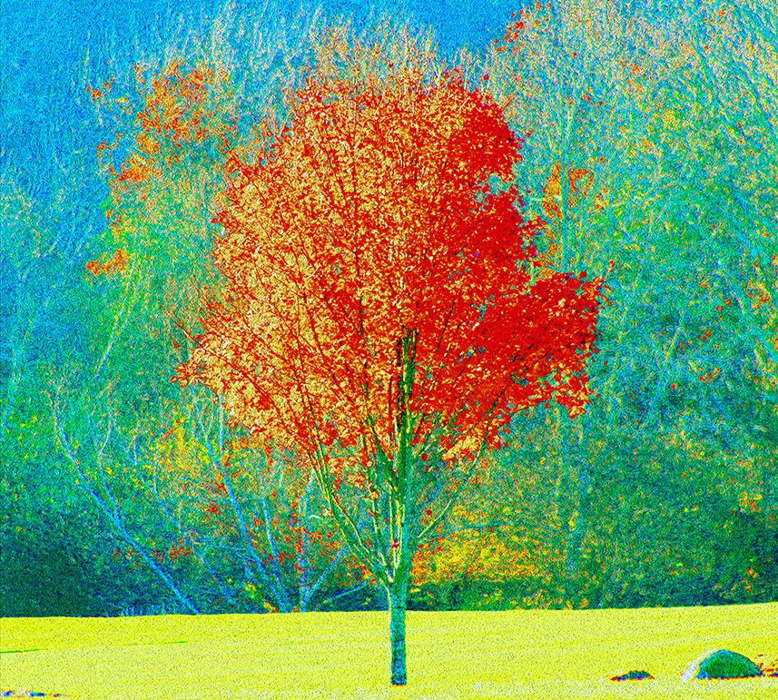 autumn tree website.jpg