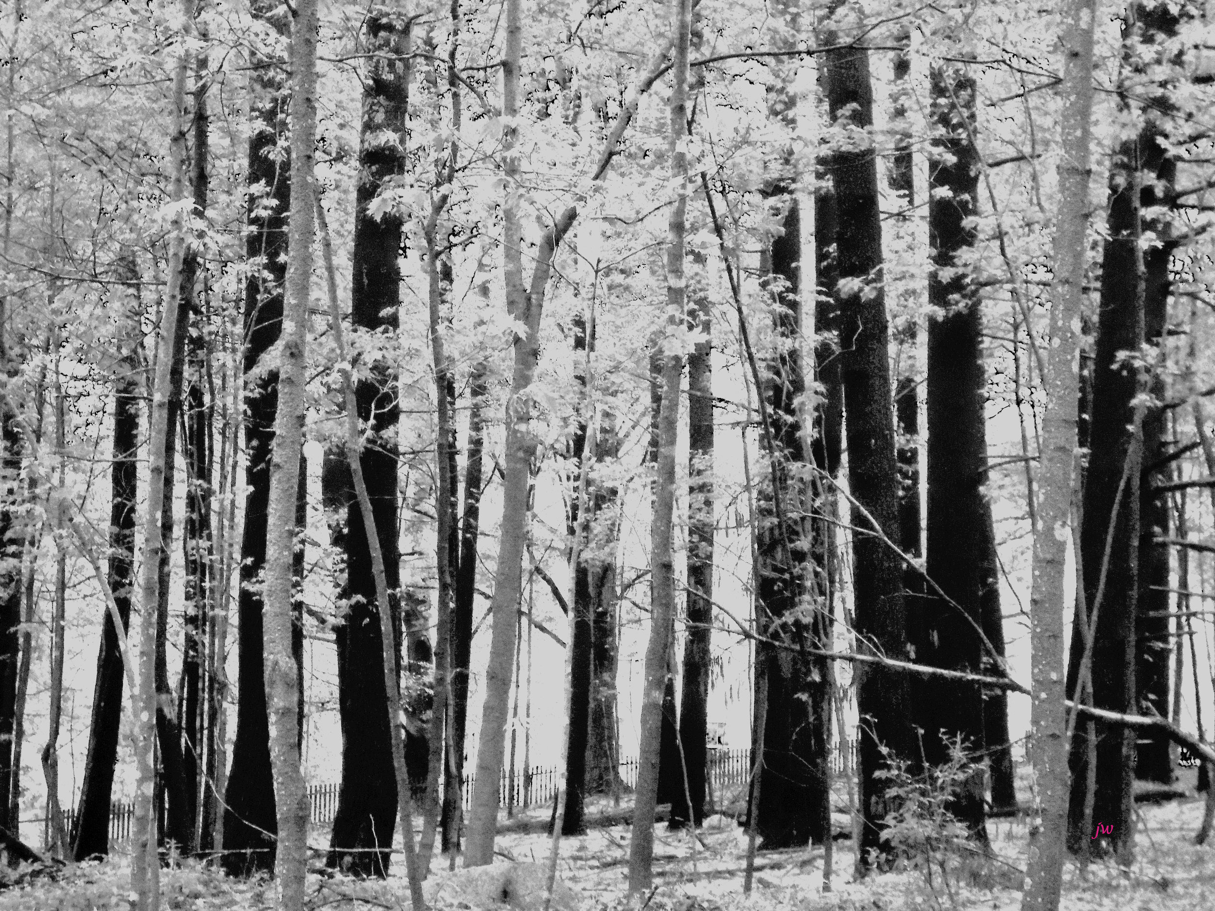 trees by the house4 b&w.jpg