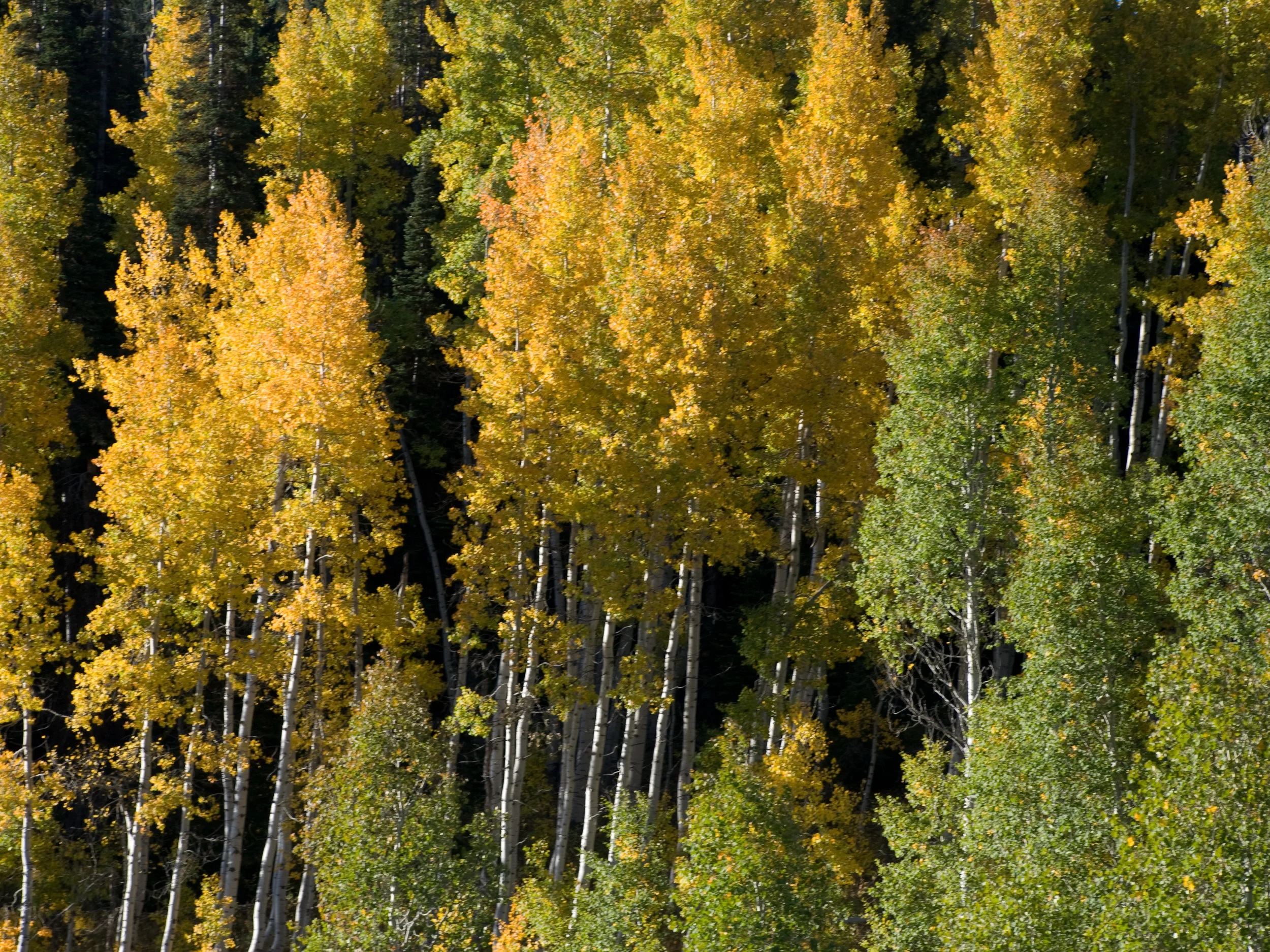 3 - Fall Colors.jpg