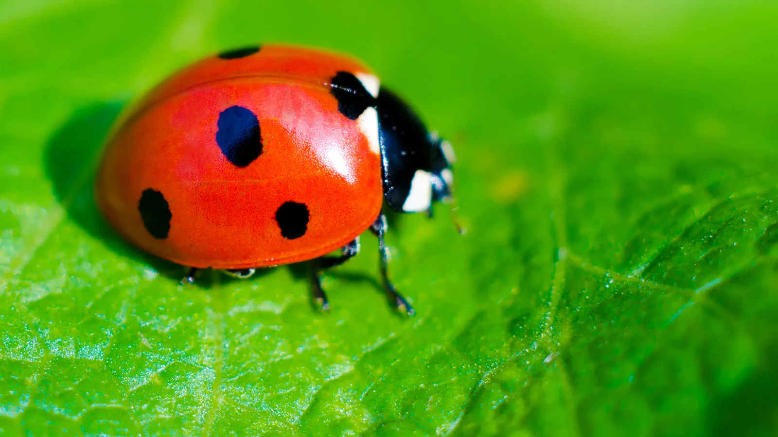 Nature Tales: The Ladybug