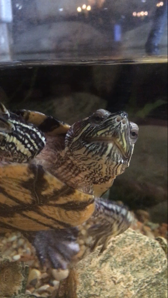 Canyon Conversations: Terrific Turtles and Tortoises