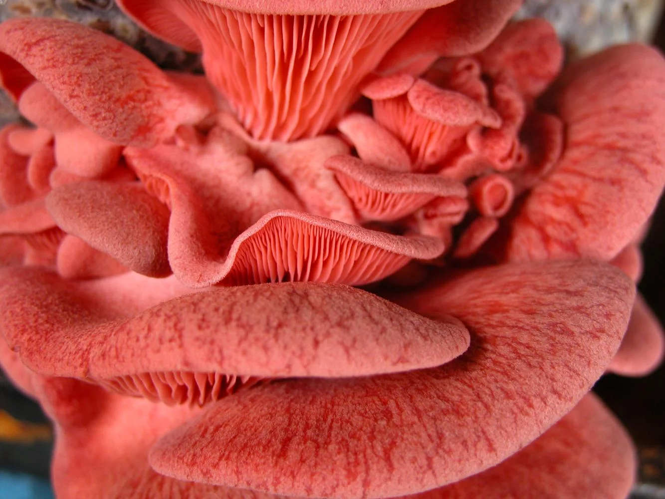 Canyon Conversations: Mushrooms!