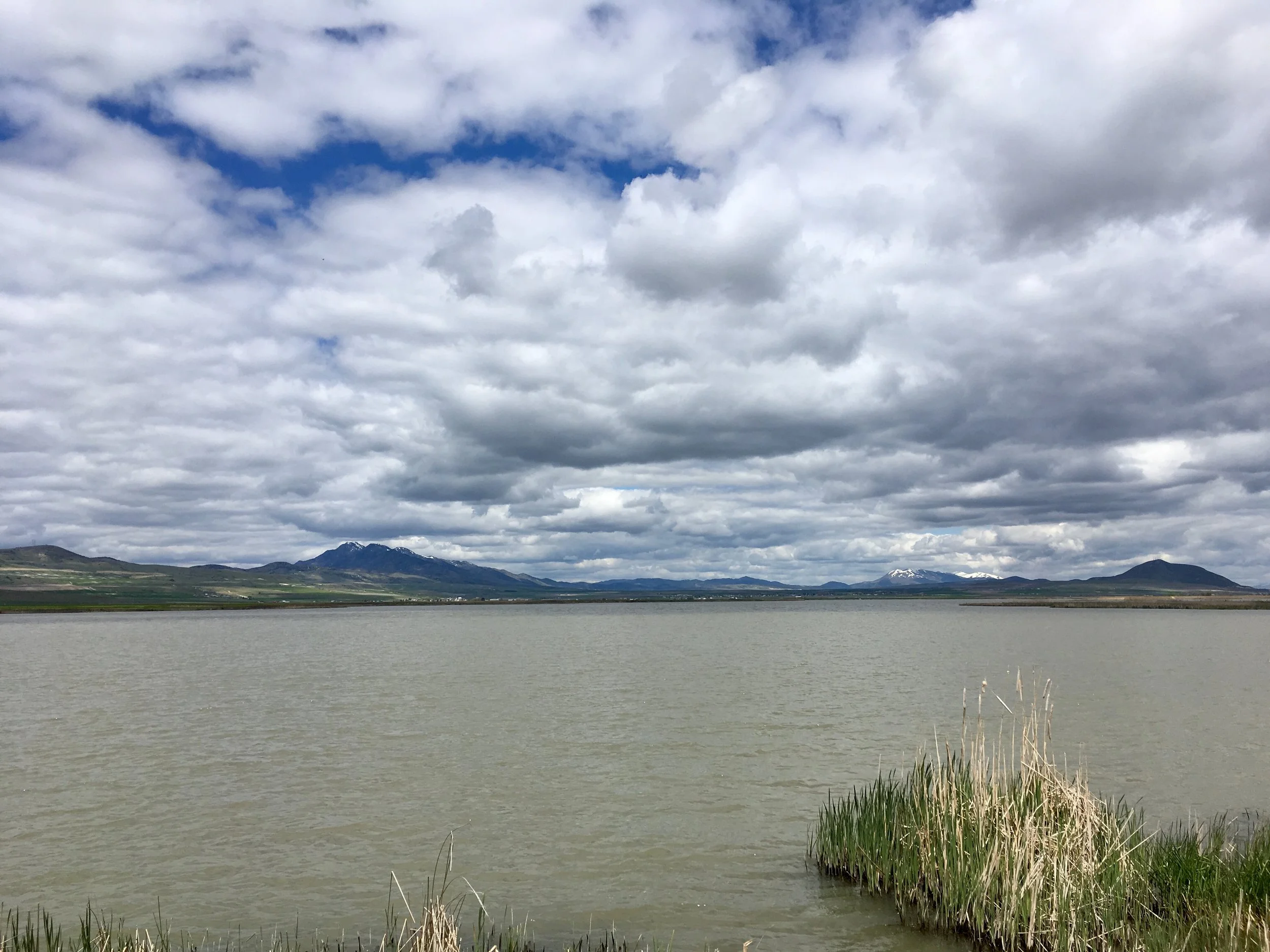 Bird Watching in Cutler Marsh | June 3rd
