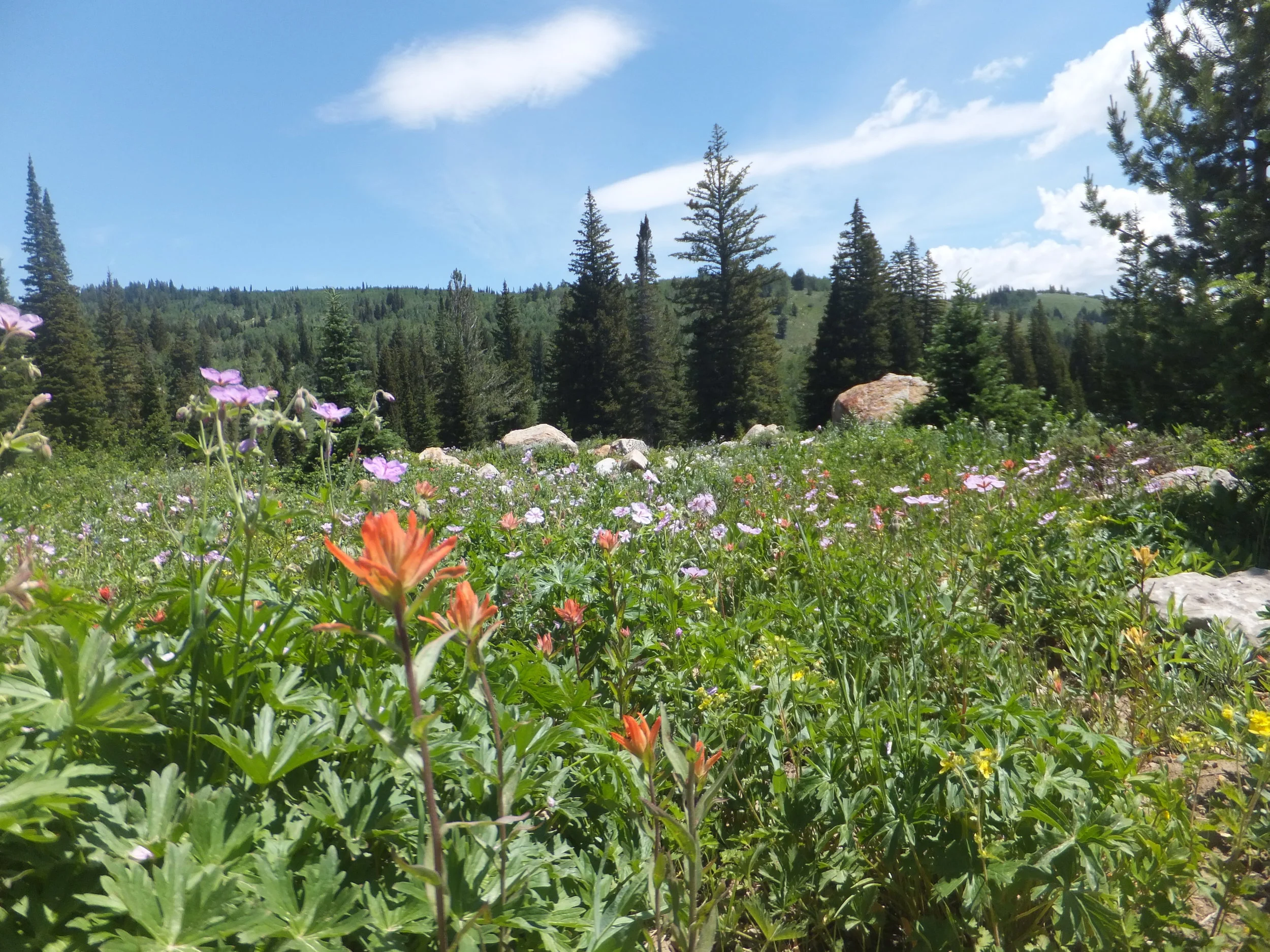 Tony Grove Wildflower Walk | July 1st