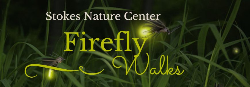 Firefly Walk