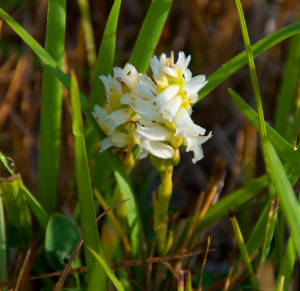 Spiranthes diluvialis