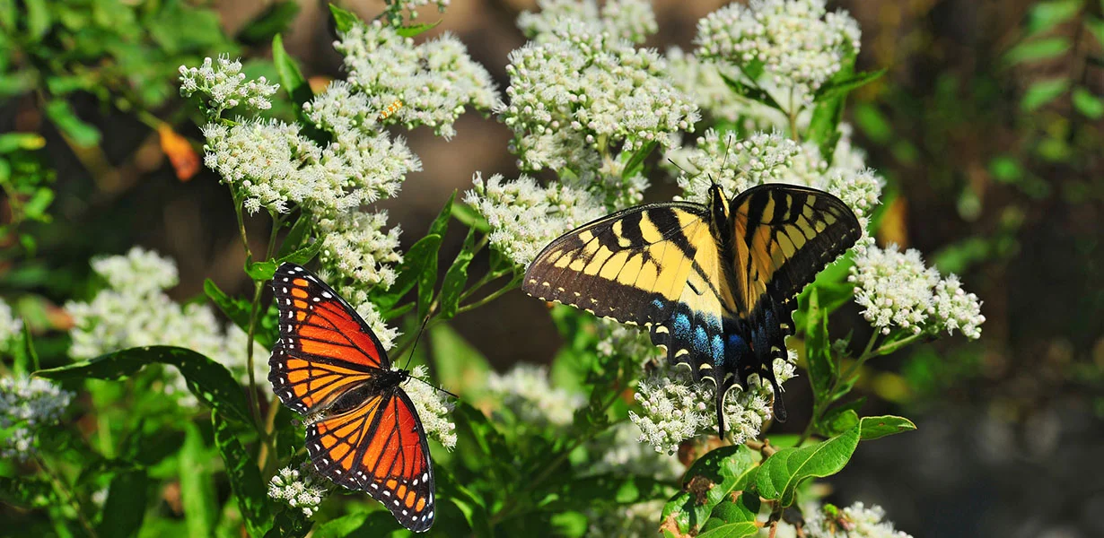 milkweed.jpg