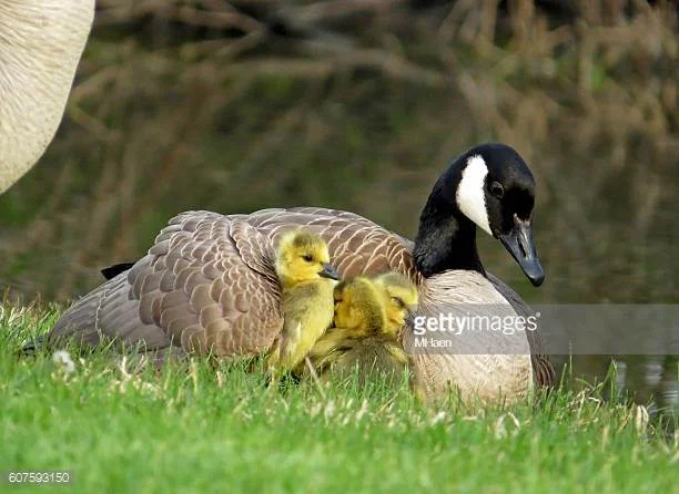 Canyon Conversations Animal Mothers